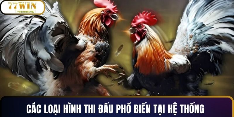 Các loại hình thi đấu phổ biến tại hệ thống