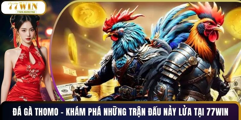 Đá Gà Thomo - Khám Phá Những Trận Đấu Nảy Lửa Tại 77WIN